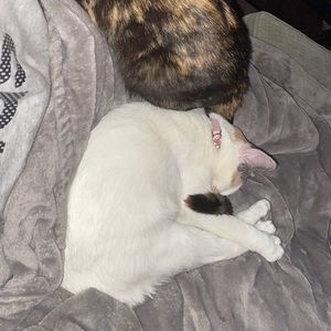 Meet your Posher, Graceleean